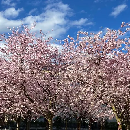 Neues Haus - Berggasthof Und